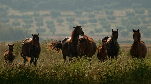 Maremma horses