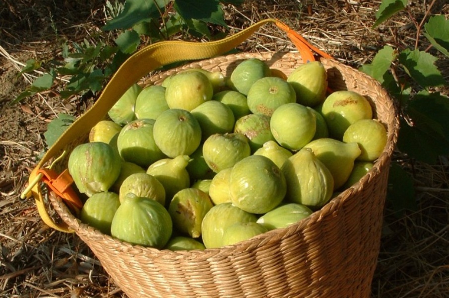 Carmignano figs