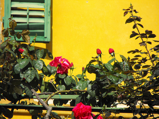 The colors of Florence's gardens