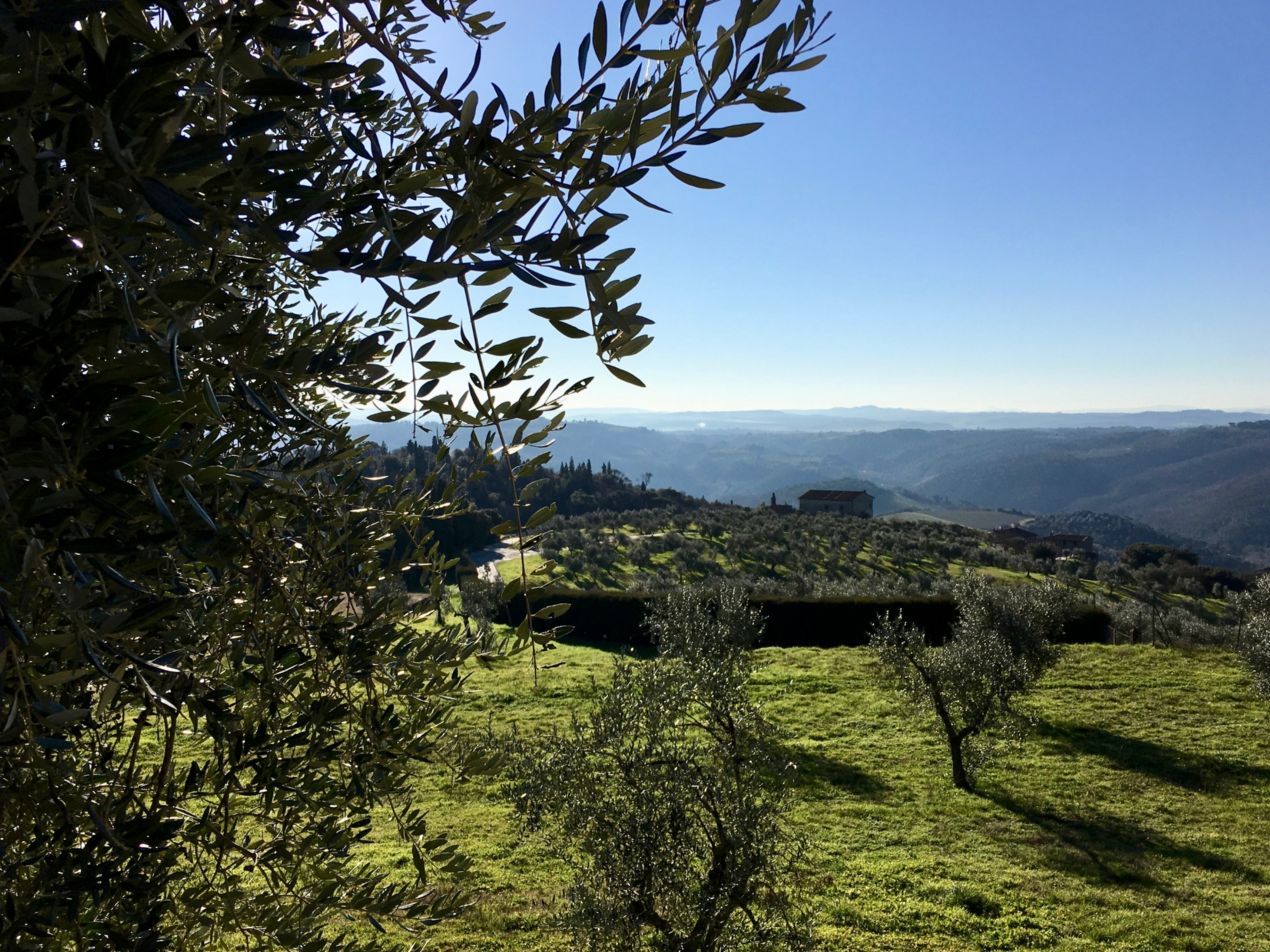 Artimino countryside