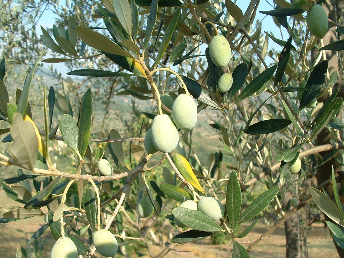 Olives in Carmignano