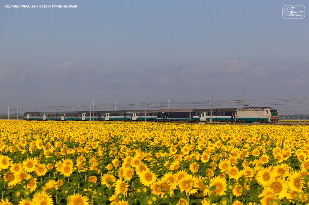 Train pic starring sunflowers in the area of Pisa