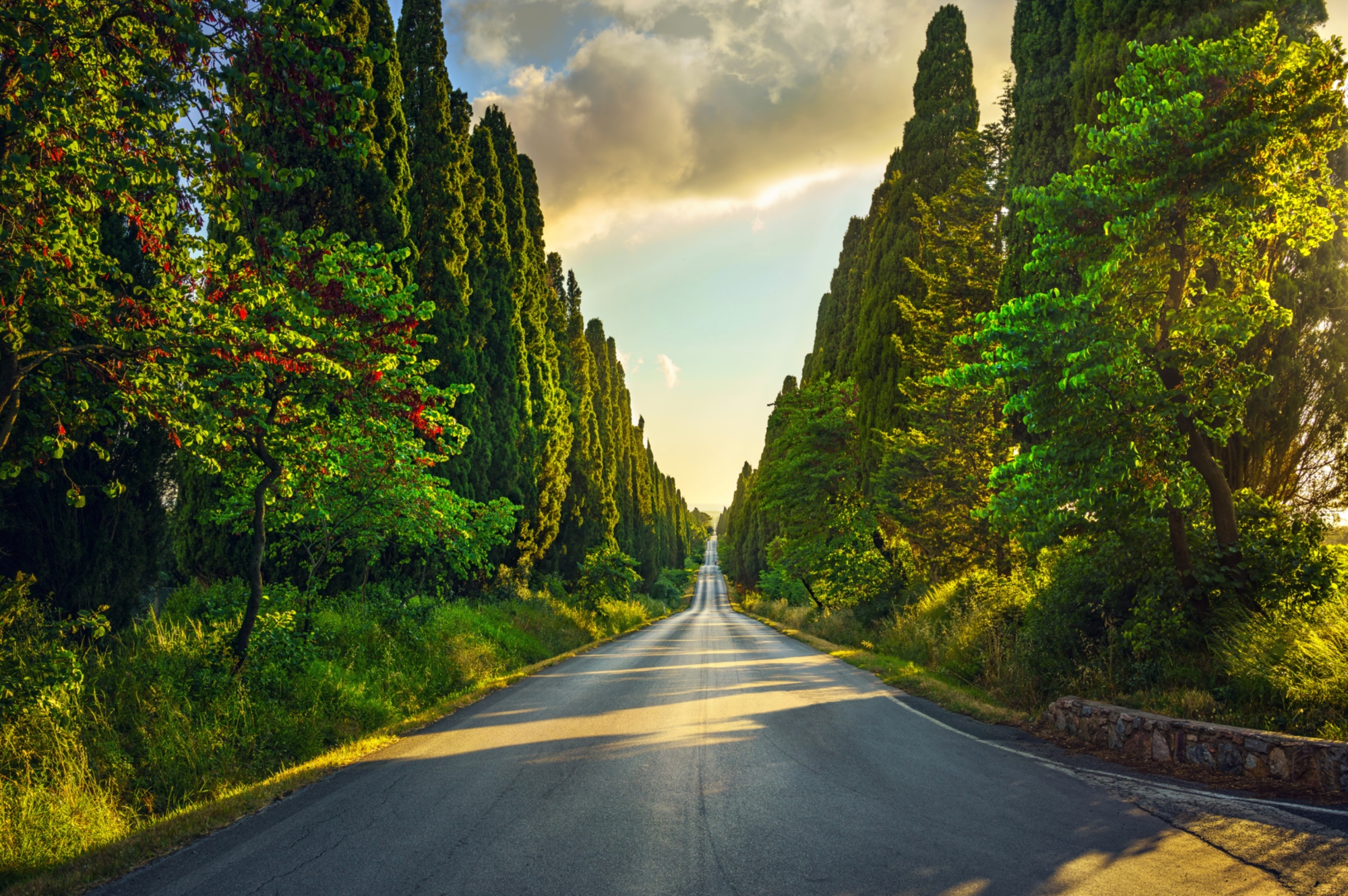 The cypress tree-lined road at Bolgheri