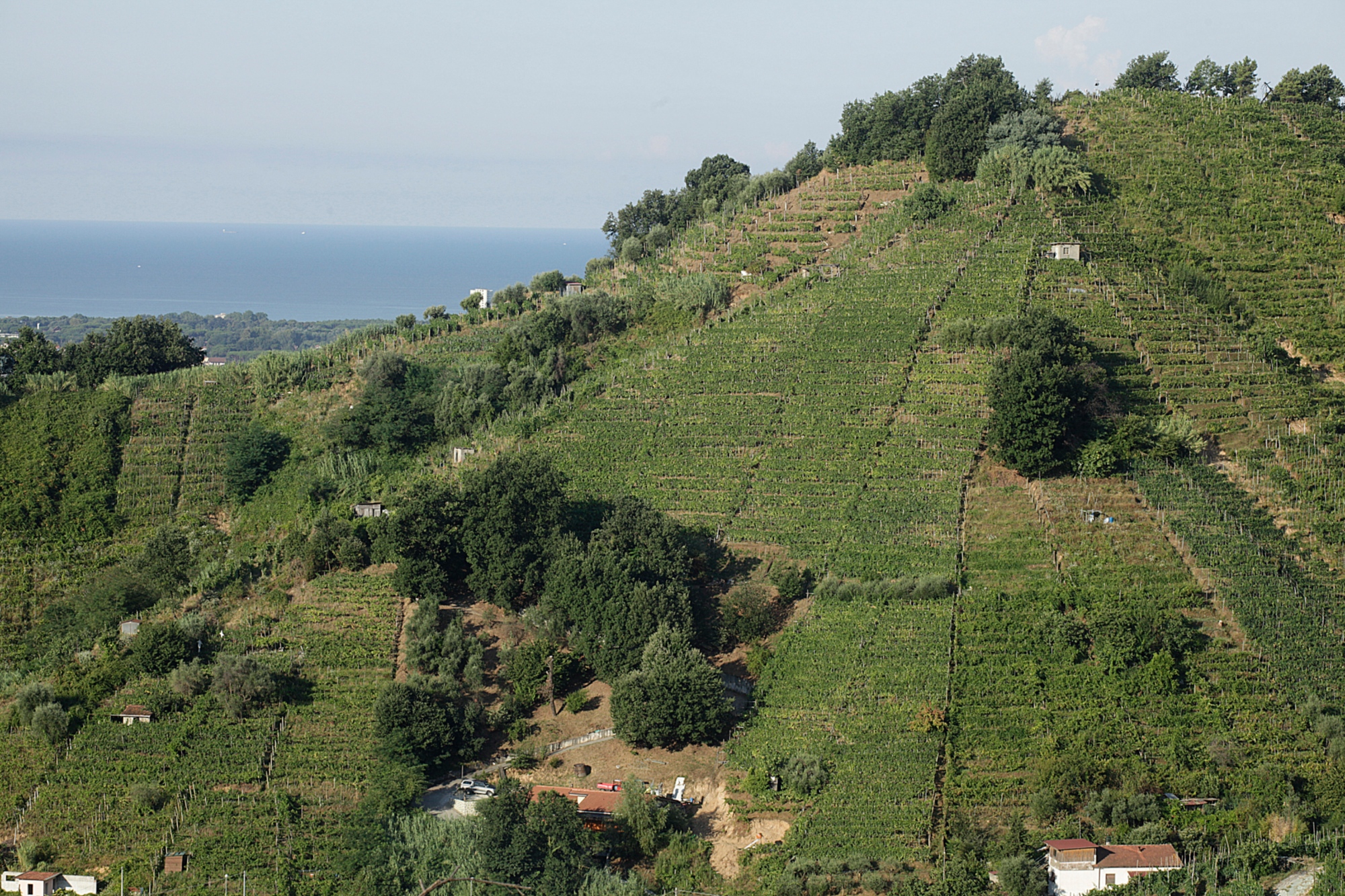 Vineyards in the Lunigiana area